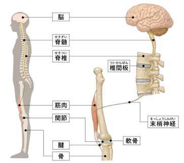 運動器外傷センター